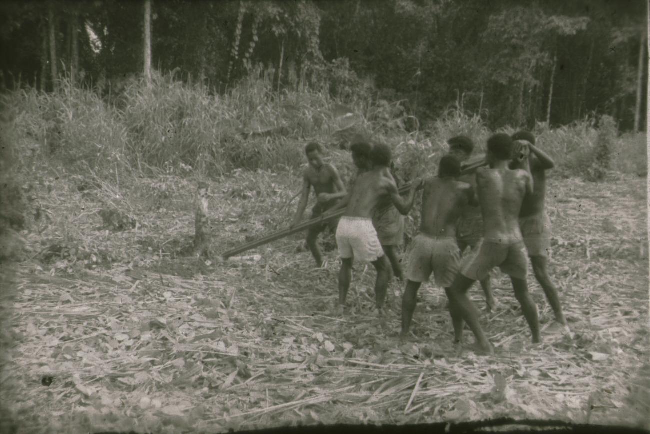 BD/309/302 - 
Mannen proberen een stronk te verwijderen ten behoeve van akkerbouw
