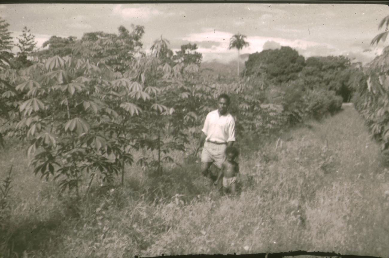 BD/309/305 - 
Man en kind lopen langs de cacaobomen

