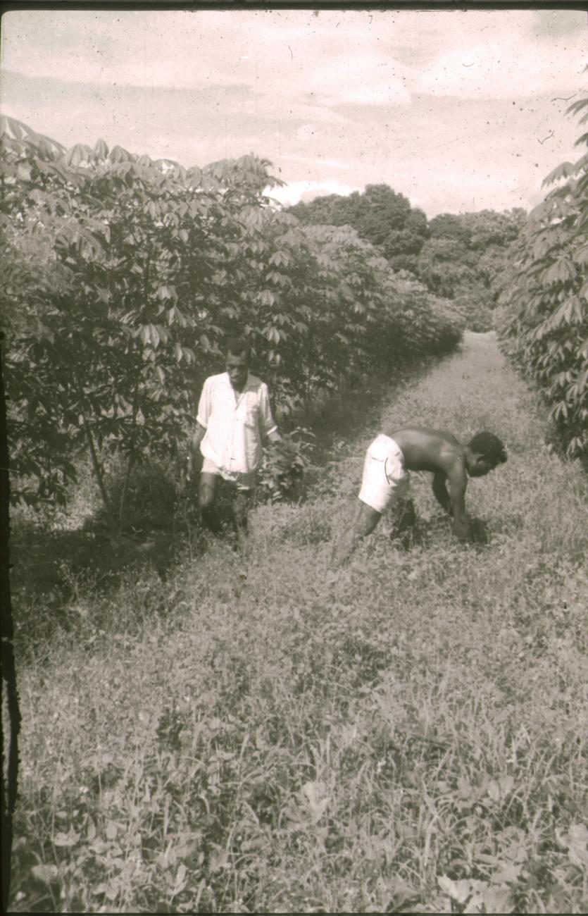BD/309/307 - 
Twee mannen aan het werk op de cacaoplantage

