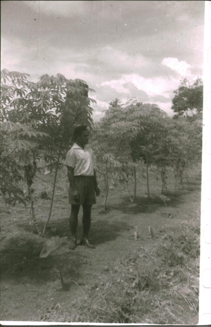 BD/309/308 - 
Man bij de jonge aanplant van cacaobomen
