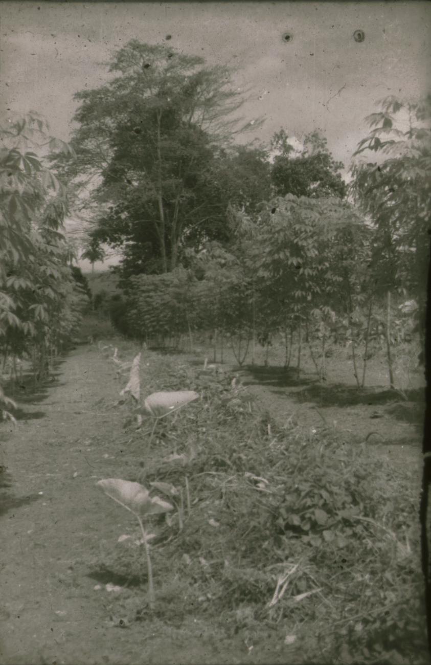 BD/309/309 - 
Plantage met jonge cacaobomen
