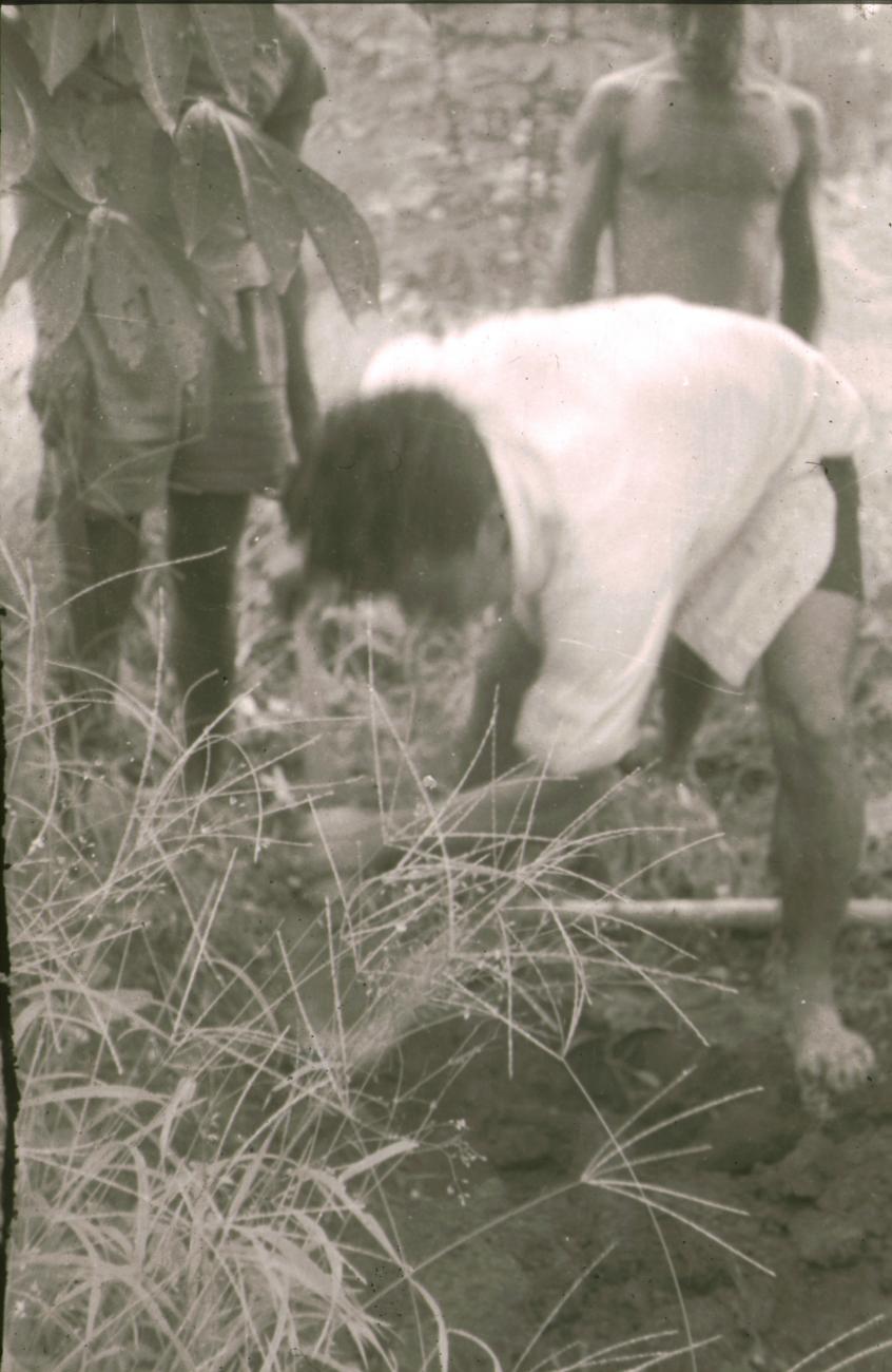 BD/309/316 - 
Goten worden gegraven voor het bevloeien van de cacaoplantage
