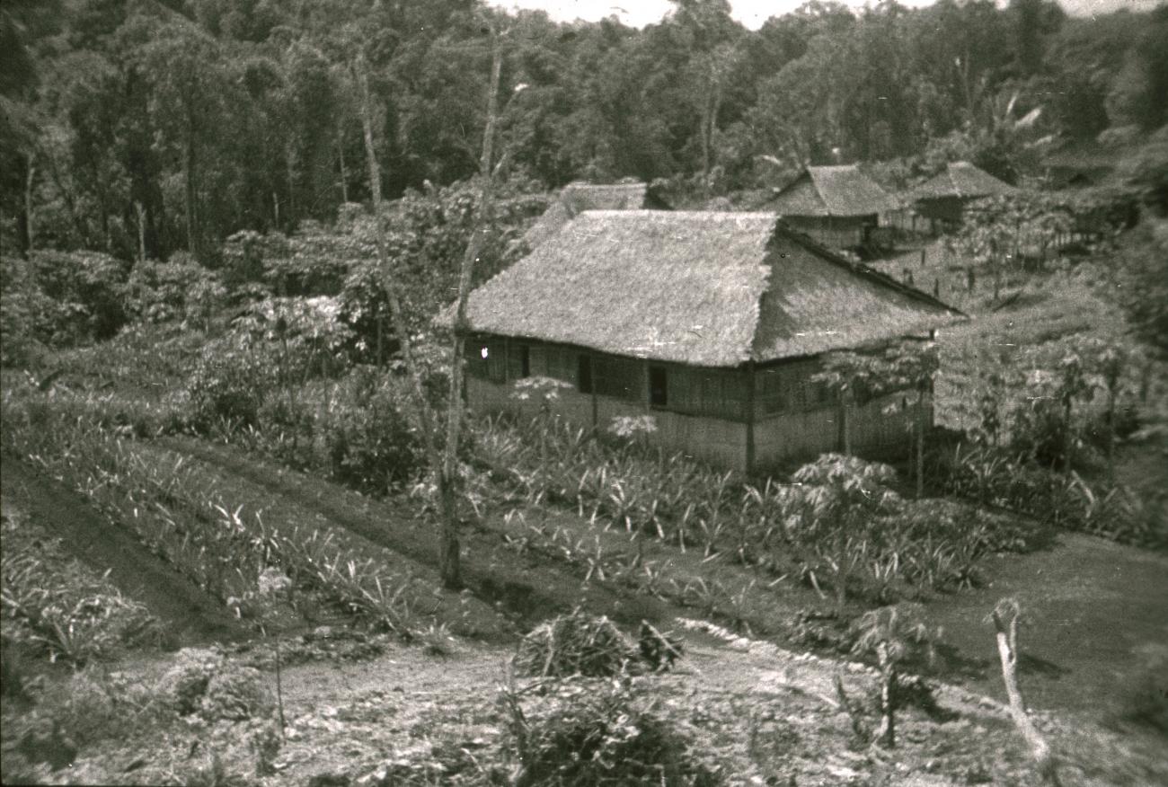 BD/309/384 - 
Dorpsgezicht met akker en paalwoningen van het dorp Susumuk
