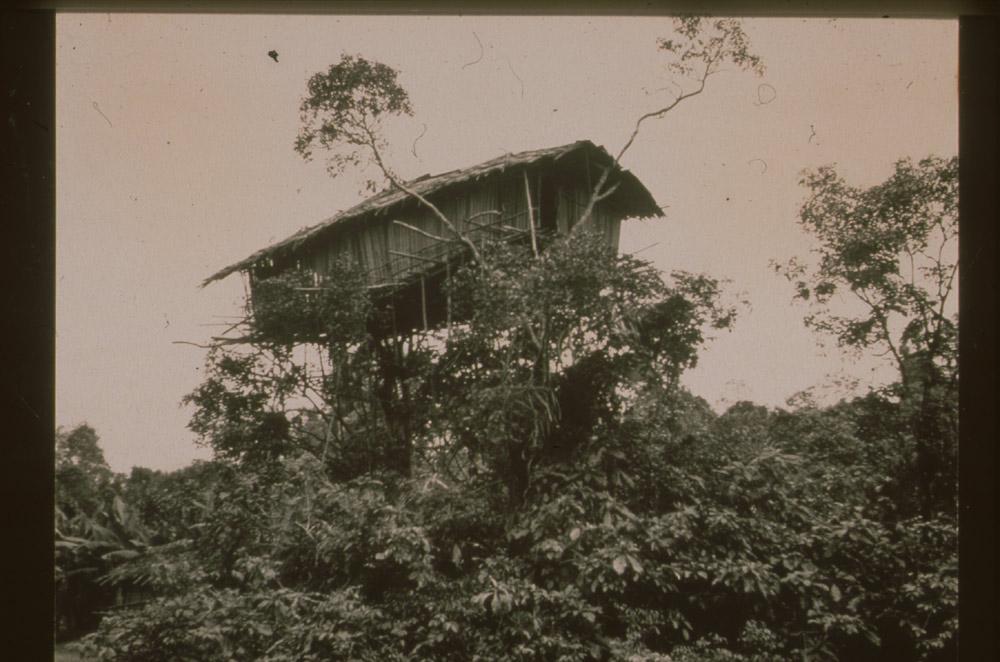 BD/30/48 - 
Stilt house over the foliage
