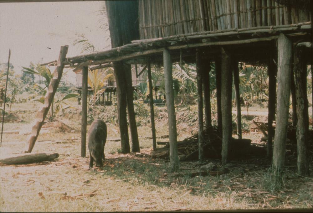 BD/30/95 - 
Pig scrambling under a stilt house with tree trunk stairs in the village
