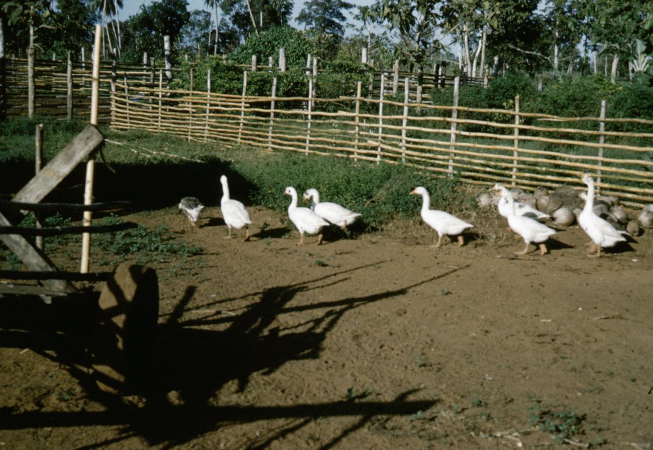 BD/66/101 - 
Ganzen op een pad bij een boerderij
