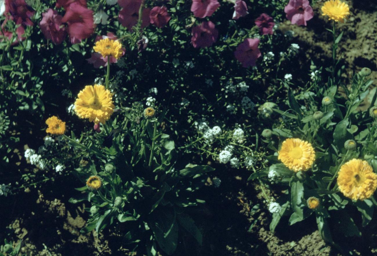 BD/66/103 - 
Petunia&#039;s en goudsbloemen
