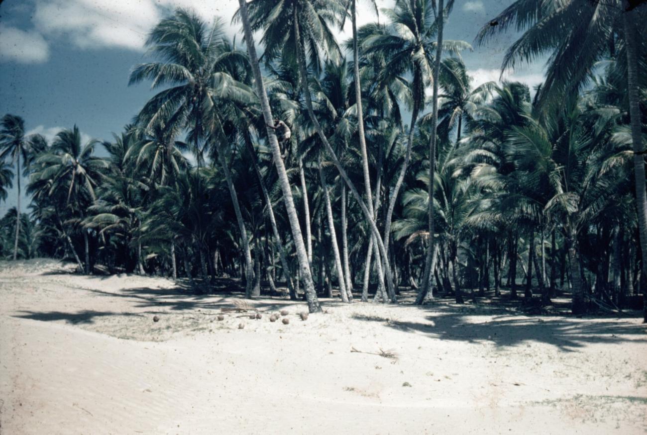 BD/66/37 - 
Strand met palmbomen
