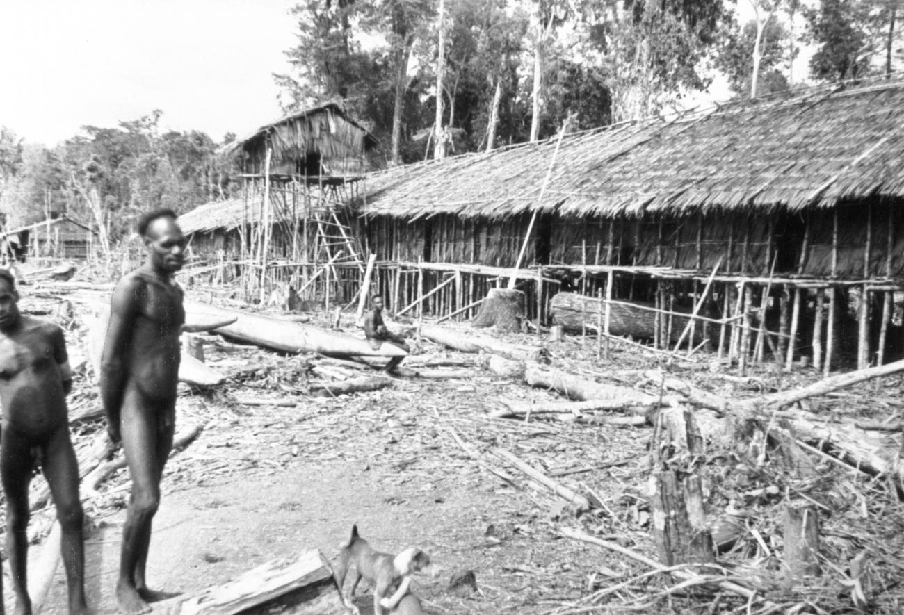 BD/66/412 - 
Omgekapte boomstronken voor huis in Zuid Nieuw Guinea
