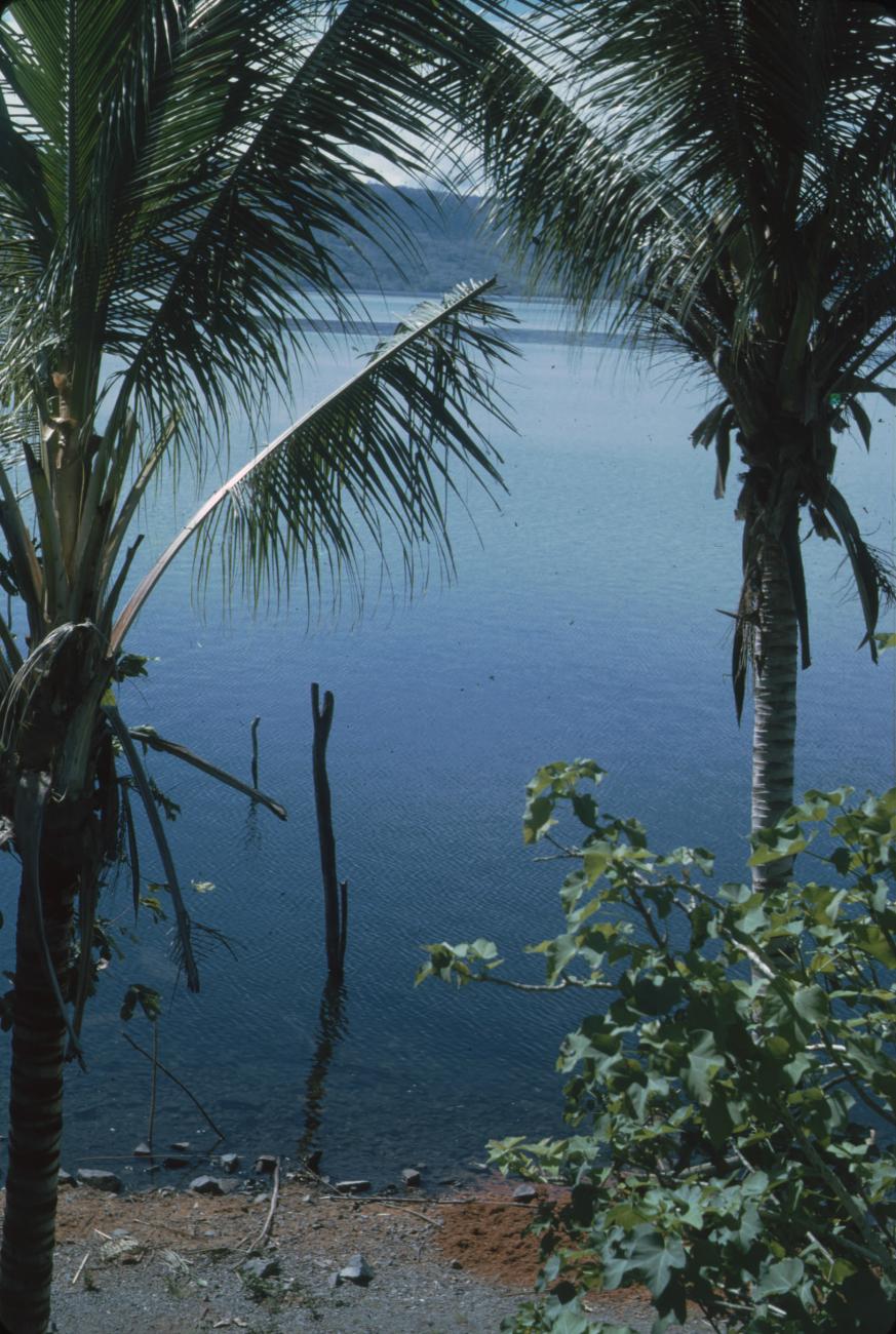 BD/171/144 - 
Palmbomen met op de achtergrond water
