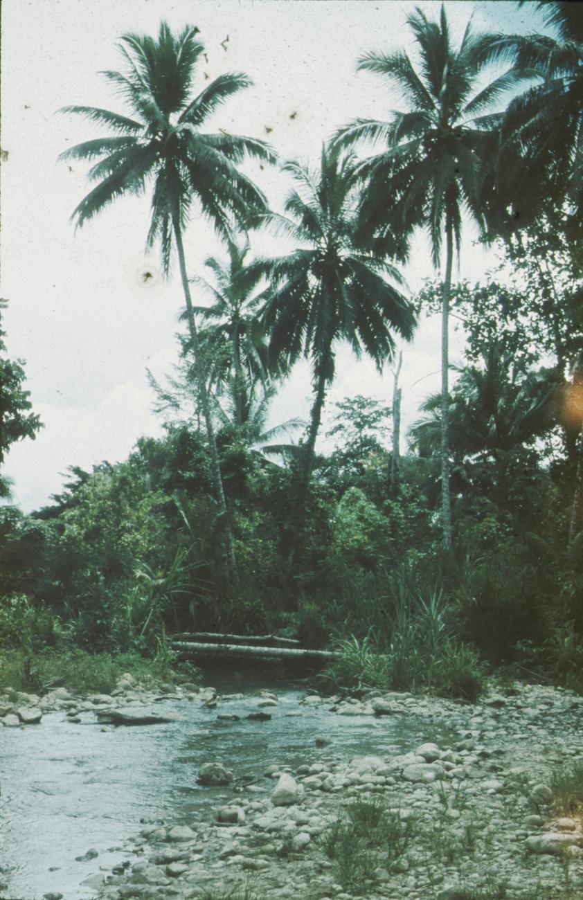BD/171/193 - 
Rivier met palmbomen.
