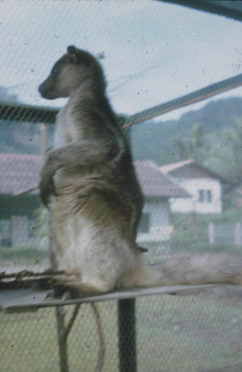BD/171/237 - 
Een boomkangoeroe in gevangenschap.
