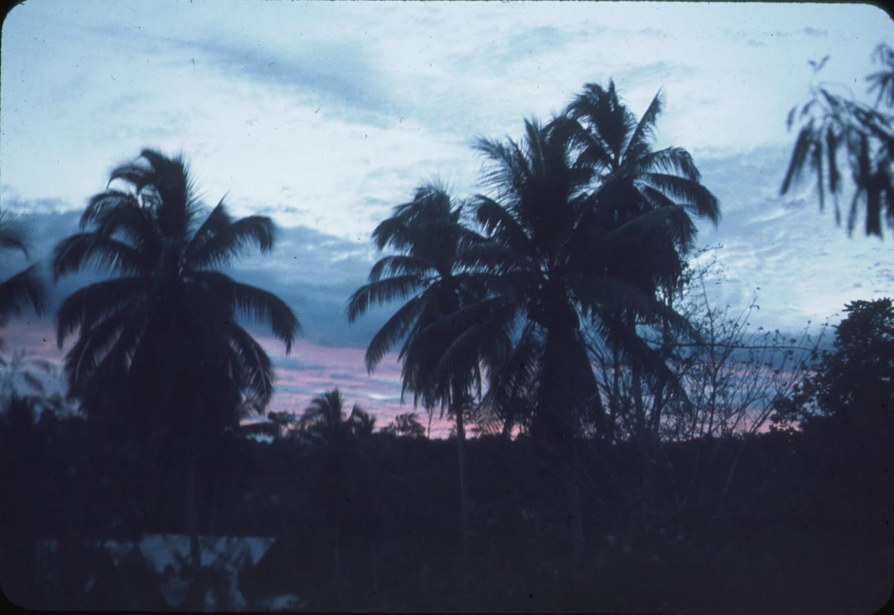 BD/171/262 - 
Landschap met palmbomen bij zonsondergang.

