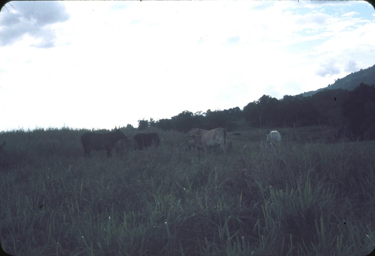 BD/171/271 - 
Een kudde runderen aan het grazen 

