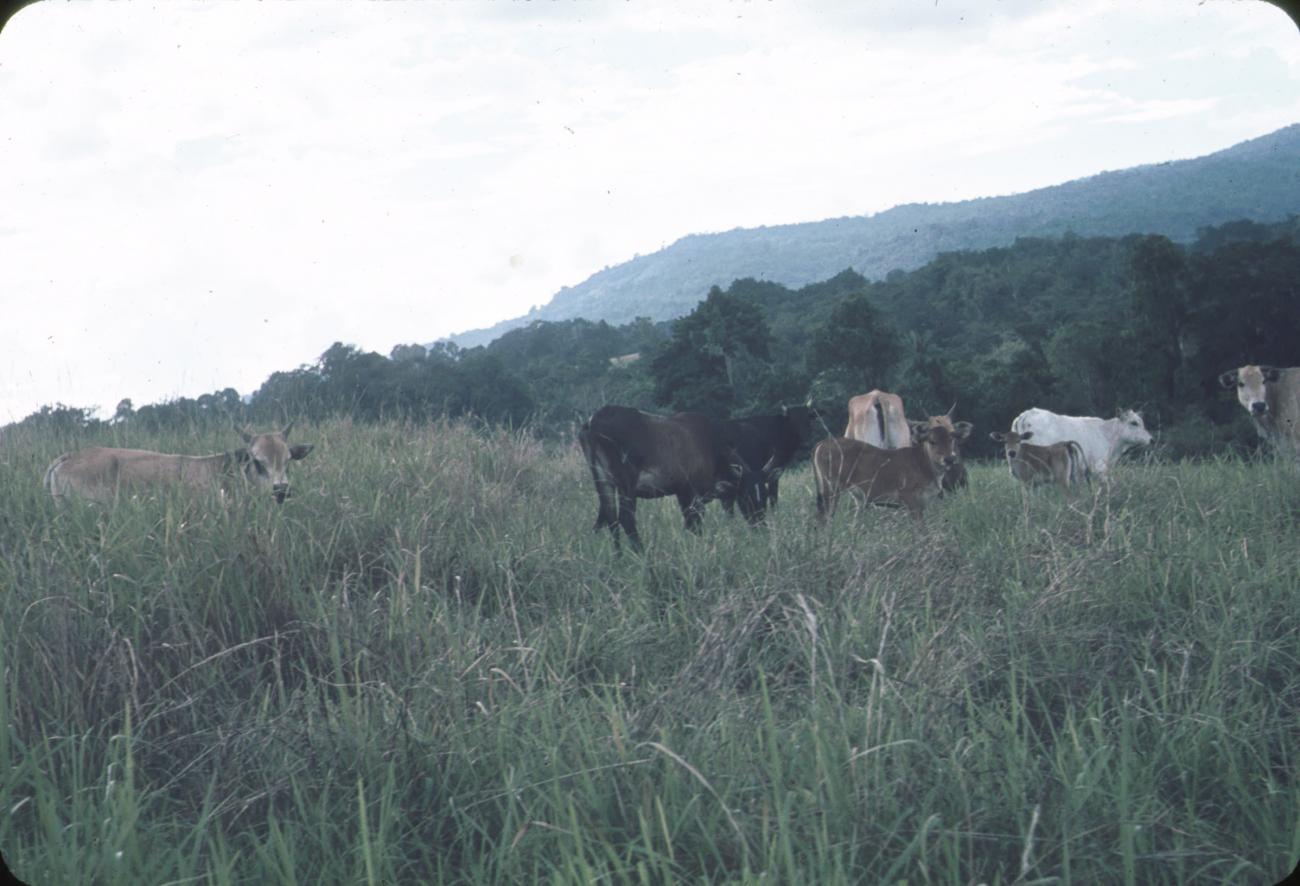 BD/171/272 - 
Een kudde runderen aan het grazen 
