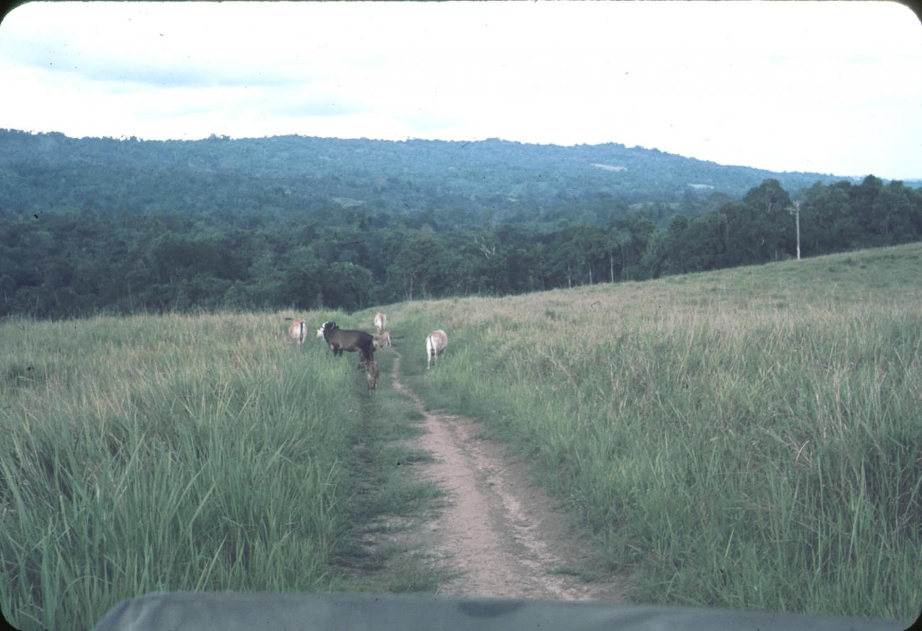 BD/171/273 - 
Een kudde runderen zijn aan het grazen 
