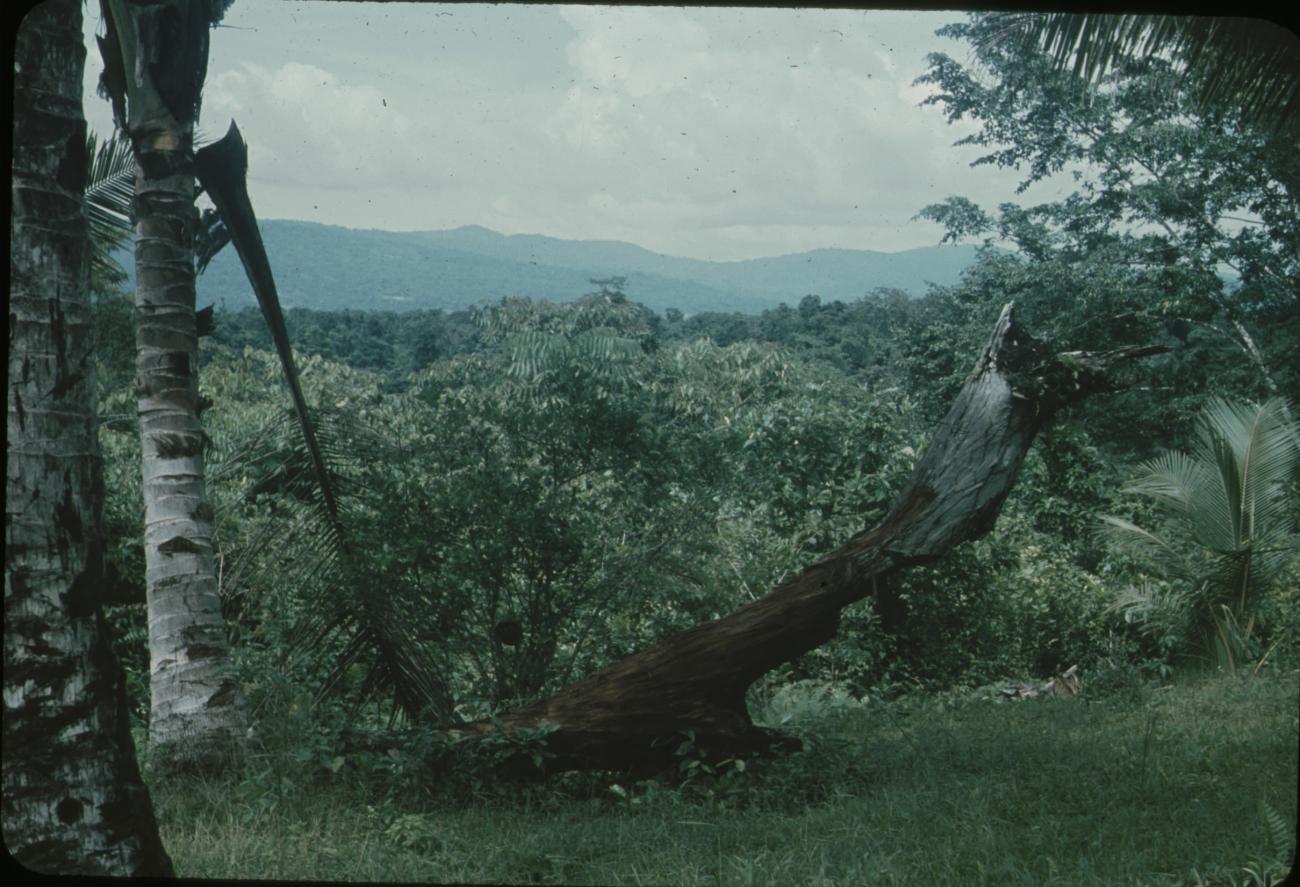 BD/171/331 - 
Dode boom met op achtergrond heuvels.
