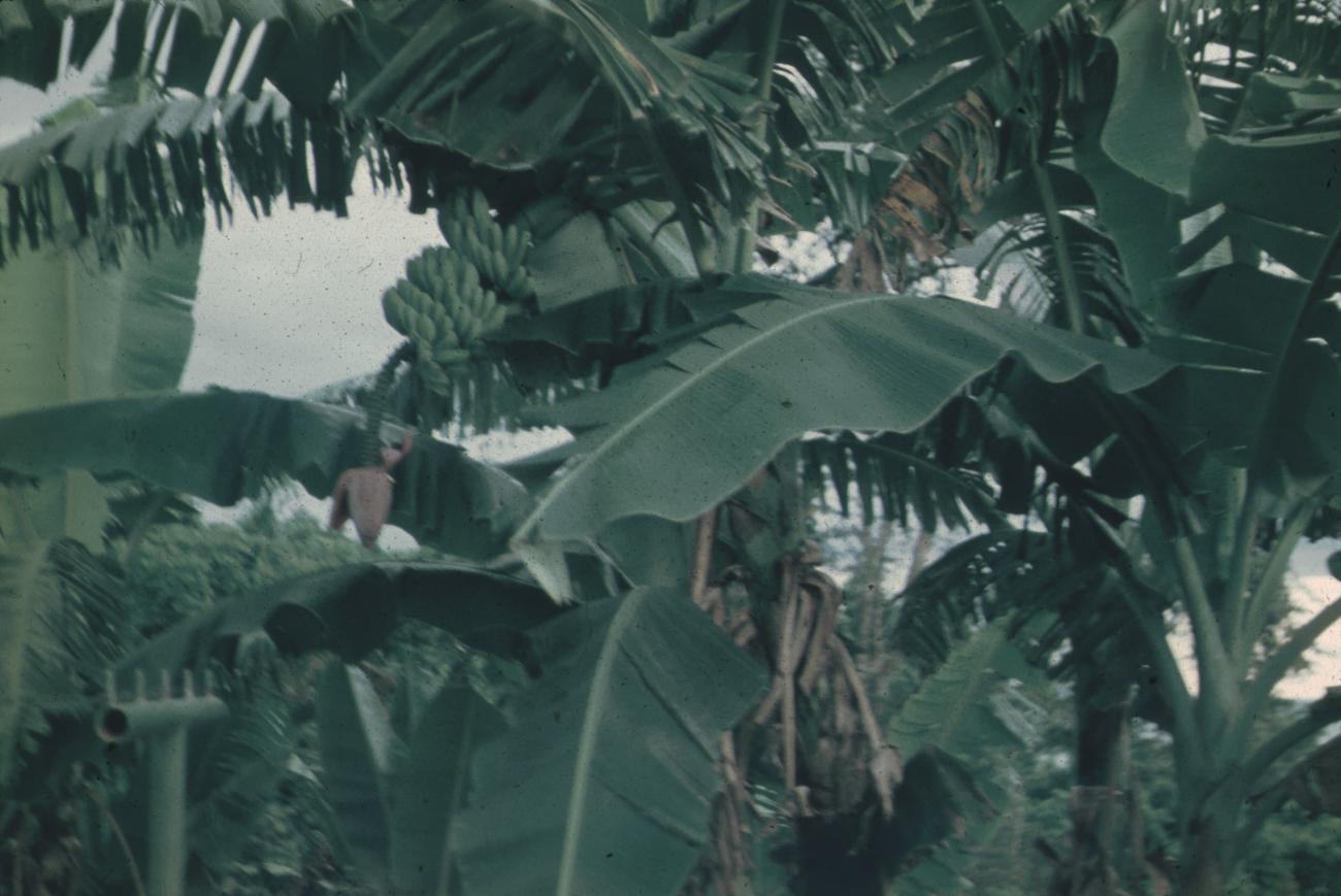BD/171/496 - 
Een bananenplant.
