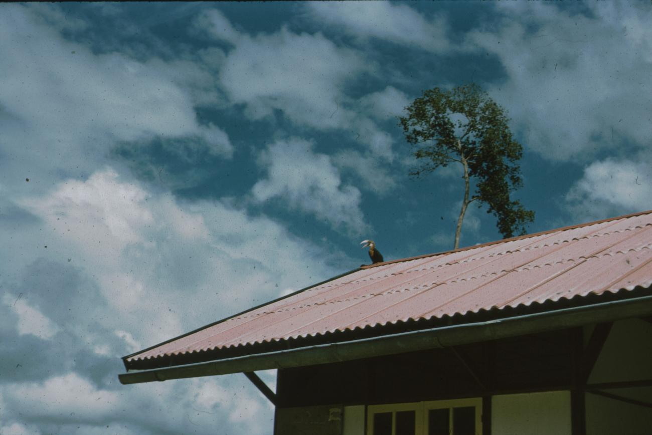 BD/171/566 - 
Huis met op dak vogel.
