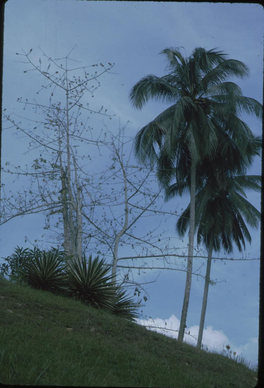 BD/171/78 - 
Palmbomen en struken.
