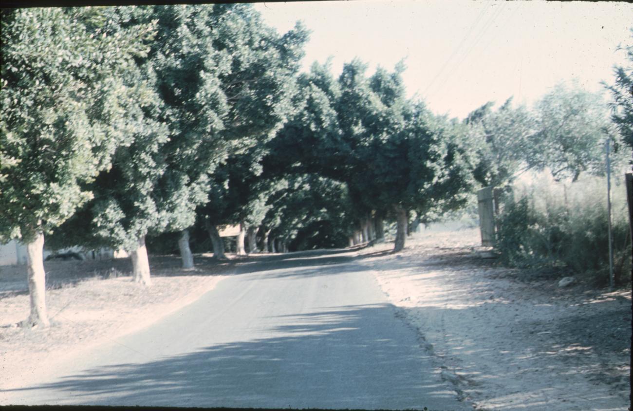 BD/171/88 - 
Asfaltweg met bomen aan weerszijden.
