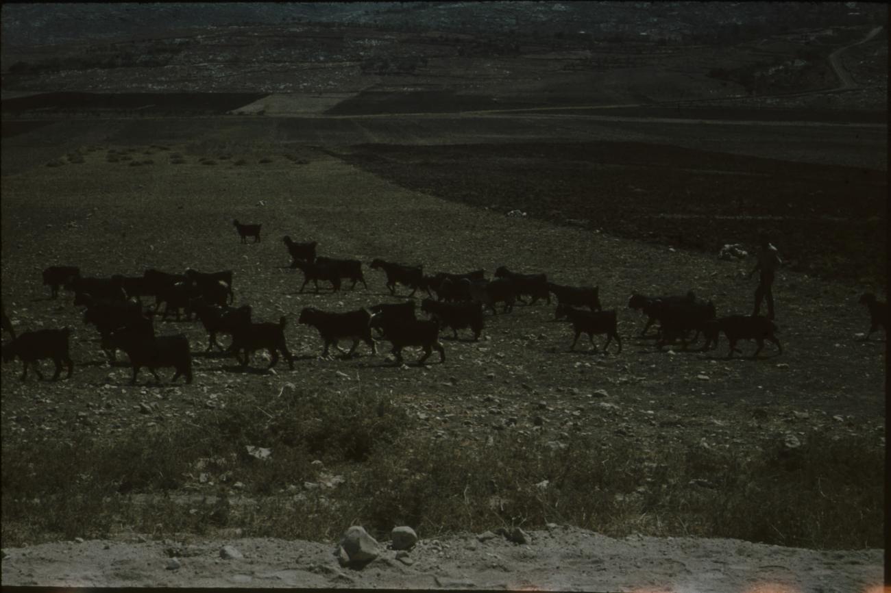 BD/171/89 - 
Een kudde geiten. 
