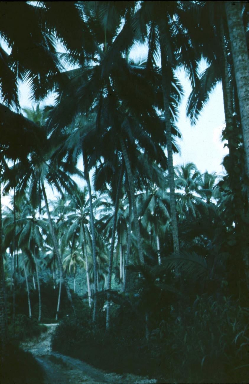 BD/171/1246 - 
Pad met palmbomen
