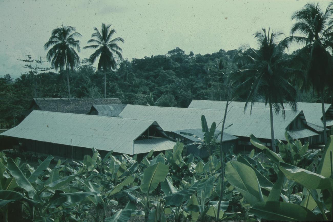 BD/171/1255 - 
Huizen midden tussen palmbomen

