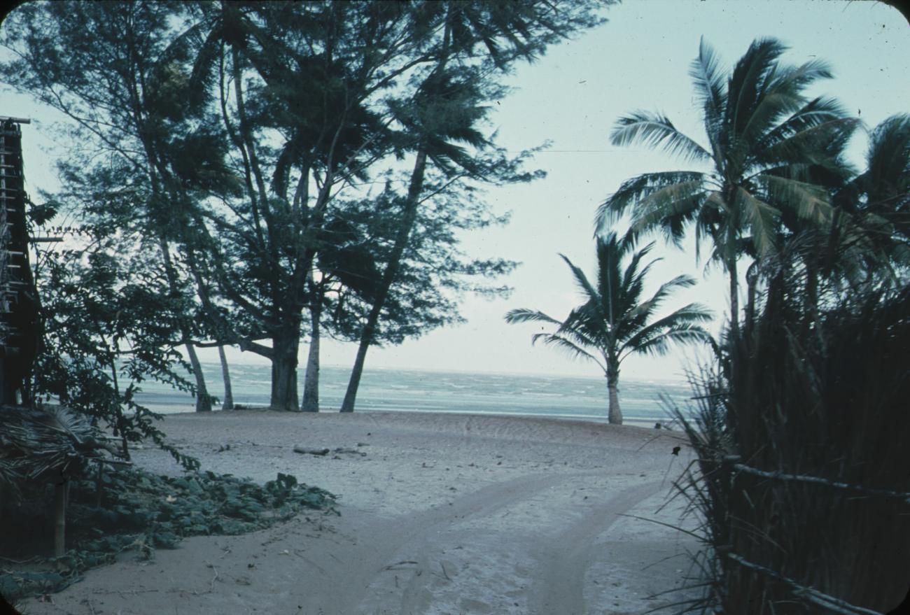 BD/171/1576 - 
Strand met palmbomen.
