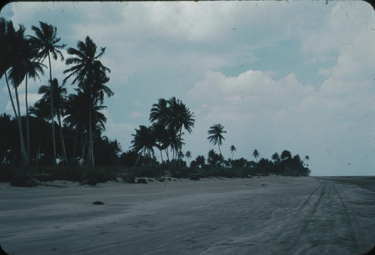 BD/171/1580 - 
Strand met palmbomen.
