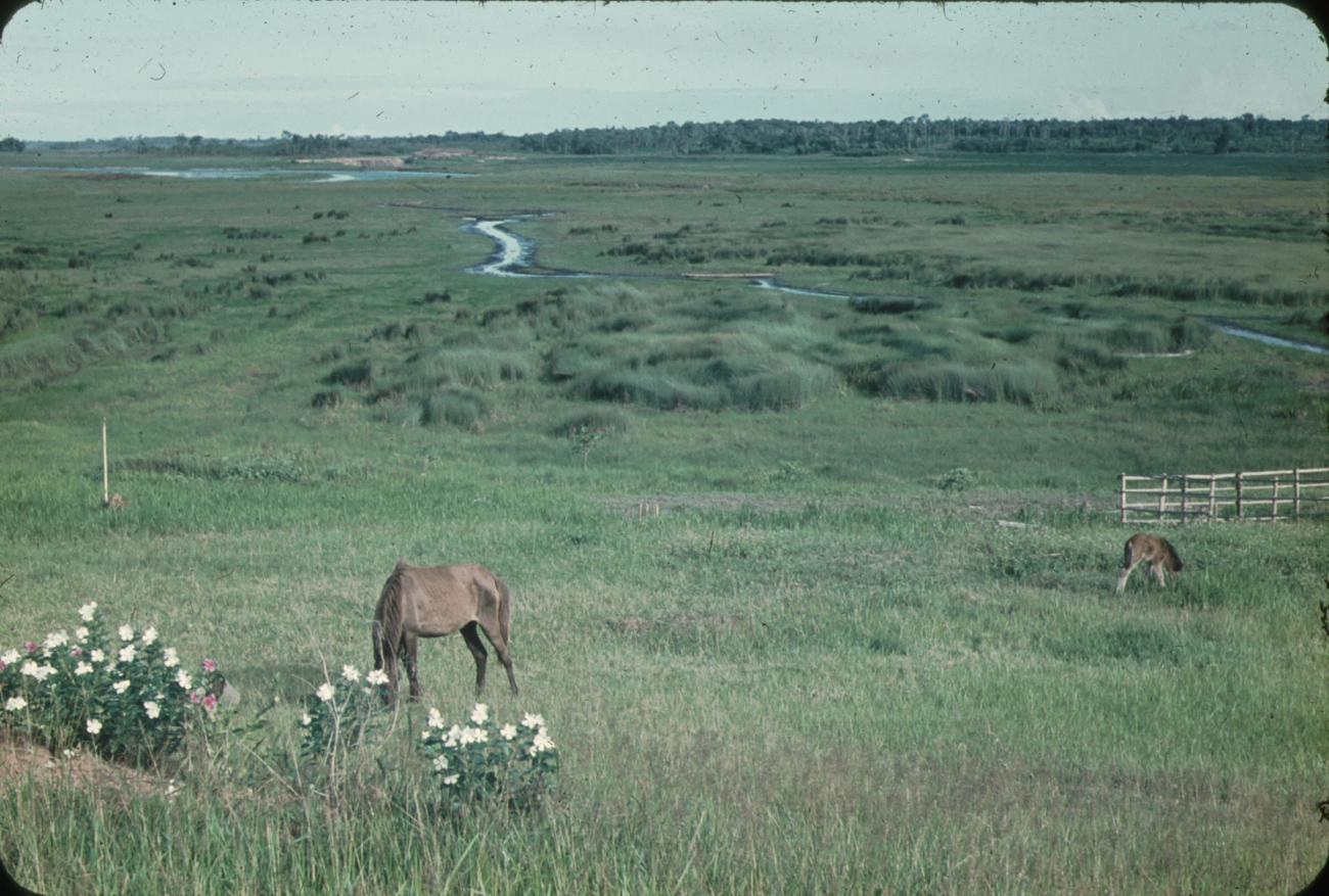 BD/171/1639 - 
Paarden op het gras
