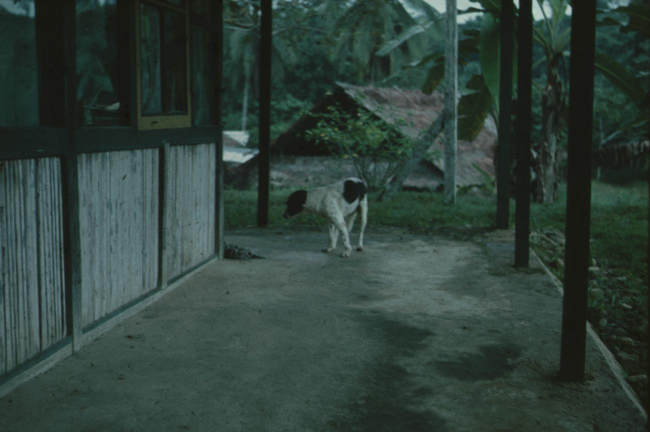 BD/171/1756 - 
Hond op veranda
