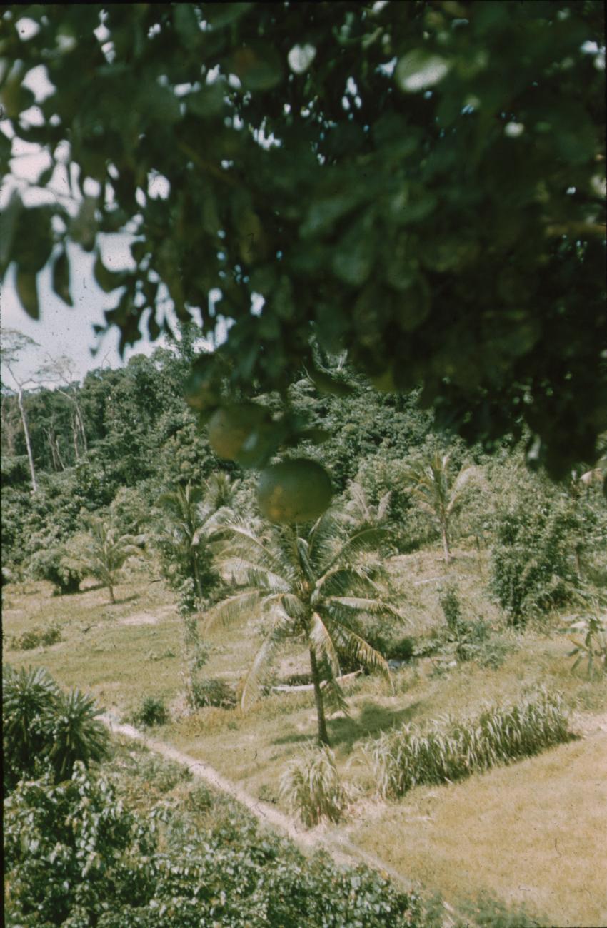 BD/171/609 - 
Natuur, onder meer palmbomen.
