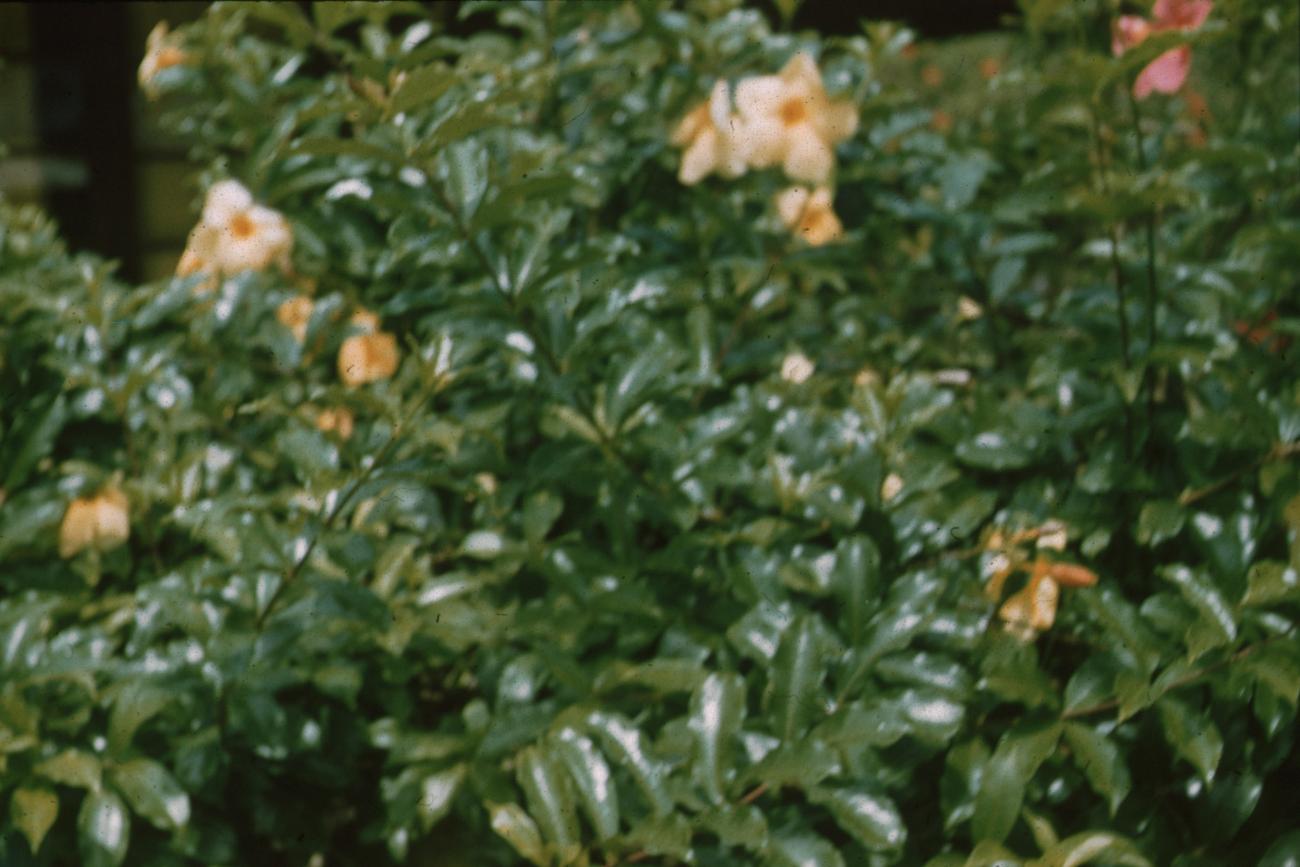 BD/171/612 - 
Planten met bloesem.
