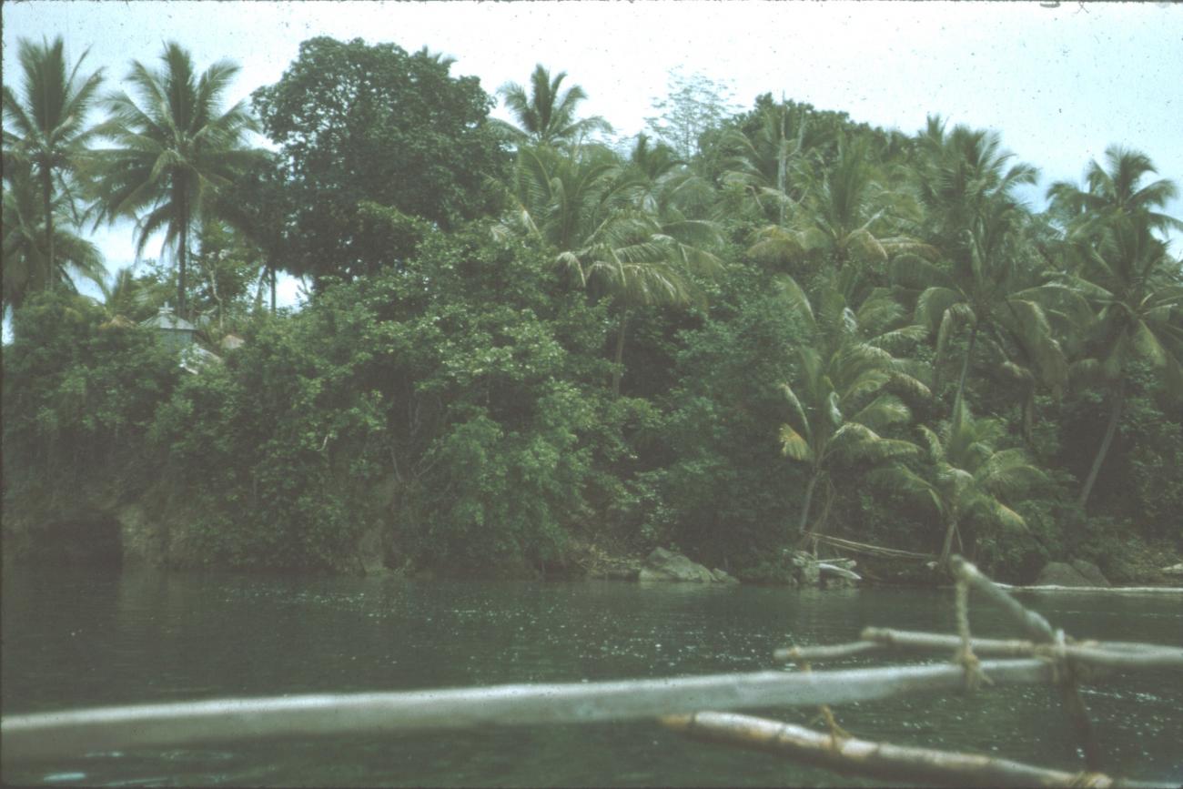 BD/171/775 - 
Palmbomen vanuit pauw gezien
