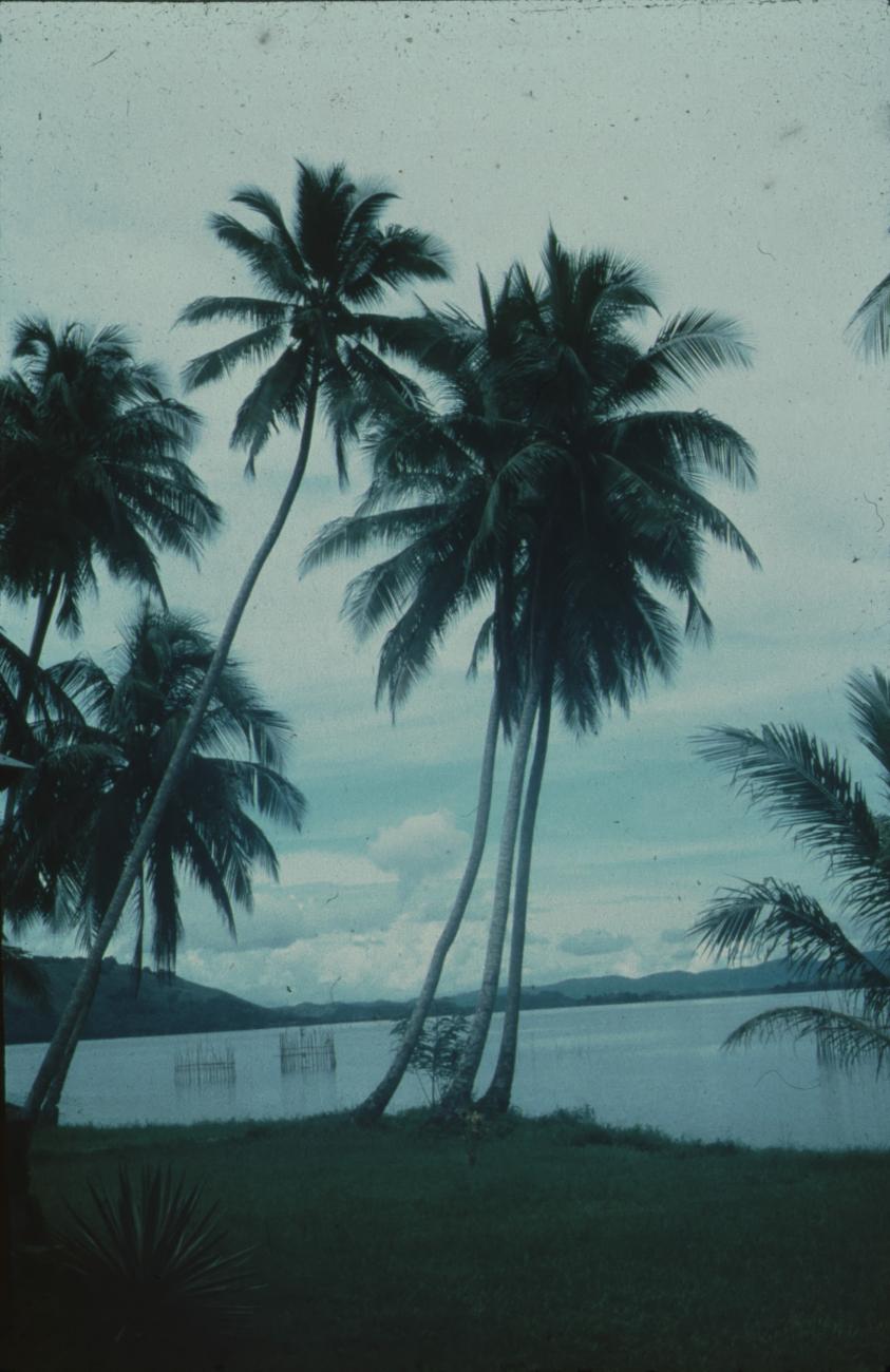 BD/171/974 - 
Zicht op meer, palmbomen op voorgrond.
