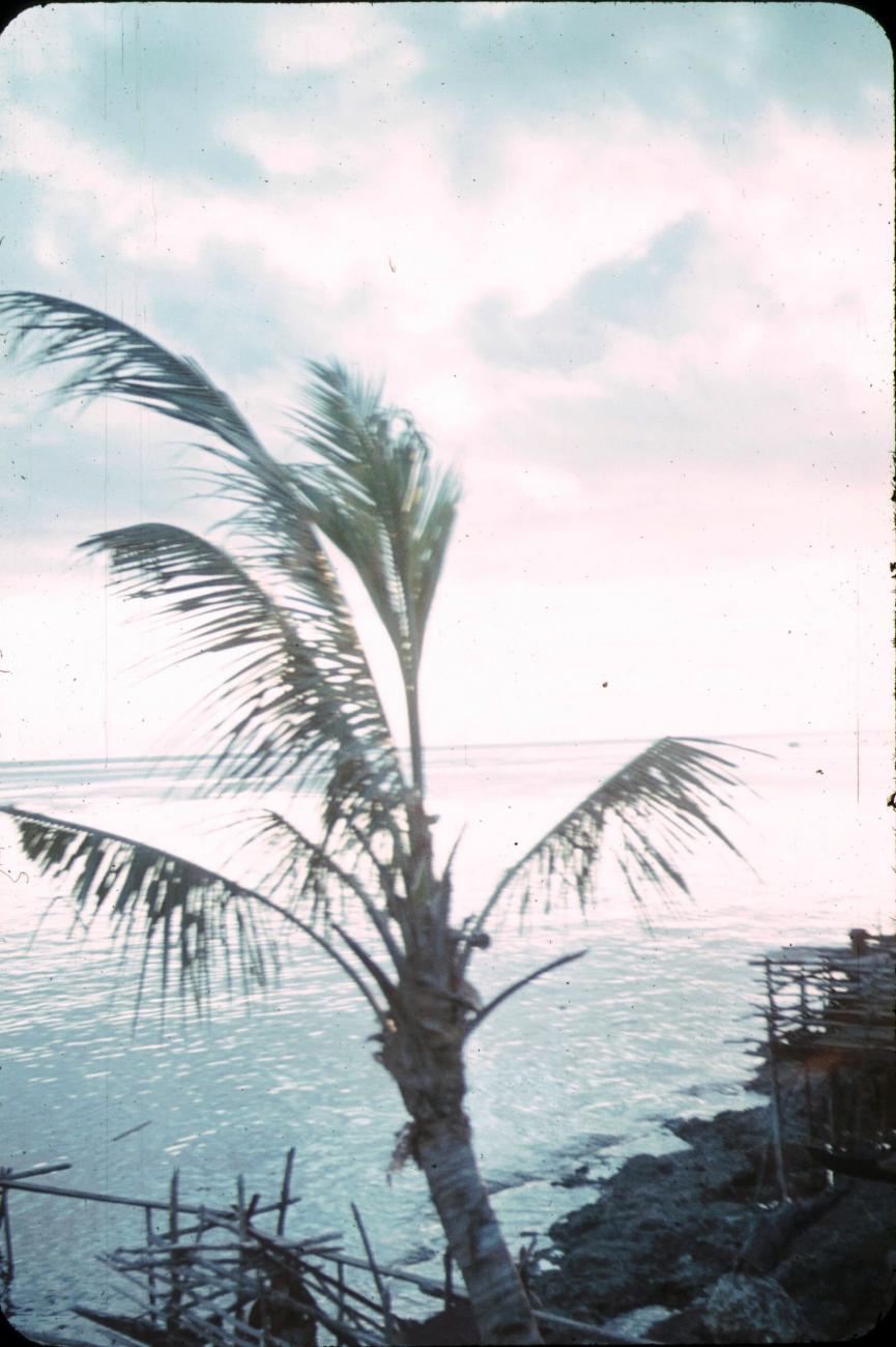 BD/171/1941 - 
Kust met palmboom.
