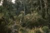 BD/166/335 Papuas in de bosjes