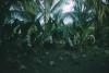 BD/209/4016 Cocosplantage