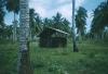 BD/209/4026 Cocosplantage