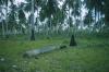 BD/209/4032 Cocosplantage