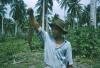 BD/209/4034 Cocosplantage