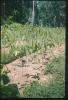 BD/209/9051 Plantage voor kweken van jonge aanplant