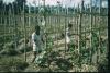 BD/209/9065 Plantage voor kweken van jonge aanplant