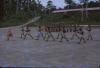 BD/209/9133 Opleidingskamp Papoea Vrijwilligers Korps te Manokwari