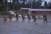 BD/209/9137 Opleidingskamp Papoea Vrijwilligers Korps te Manokwari