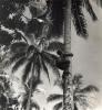BD/245/11 Jongen, klimmend in palmboom.