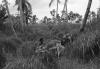 BD/133/1130 Papoea-jongen met koe en kalf tussen palmbomen en hoog gras