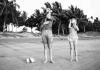 BD/133/833 Westerse kinderen drinken kokosnootmelk op het strand