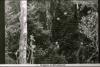 BD/186/78 Dragers in het oerwoud